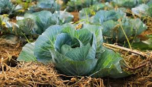 Bắp cải: Thiếu hụt chất dinh dưỡng