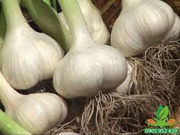 Ảnh hưởng của liều lượng đạm để khả năng sinh trưởng, phát triển và năng suất của giống tỏi Lý Sơn trên đất cát