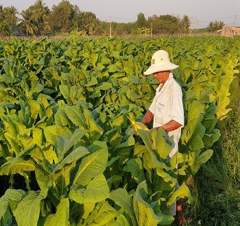 Sử dụng NPK-S Lâm Thao 8-10-14+8S cho cây thuốc lá