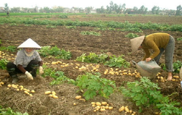 Hướng dẫn sử dụng phân đạm và Supe lân           cho cây khoai tây