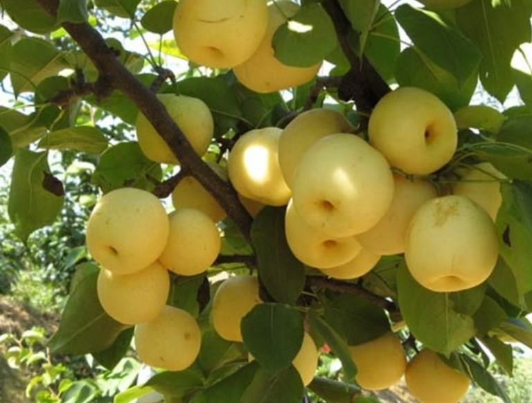 Chương trình bón phân cho lê