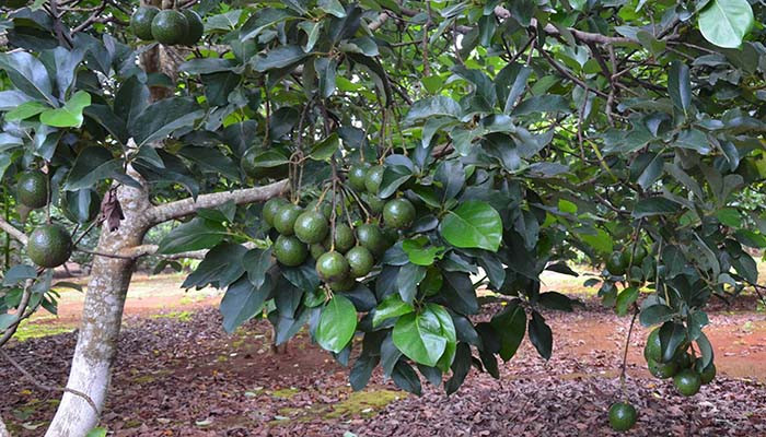 Kỹ thuật chăm sóc cây bơ - Bón phân thúc cho cây bơ