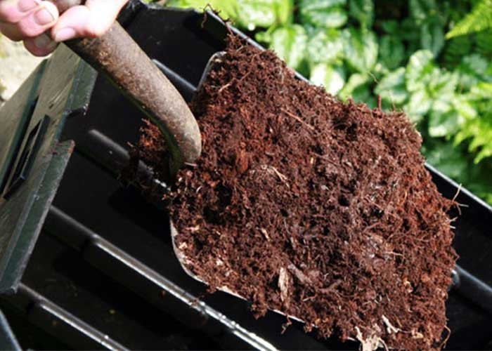 Kỹ thuật chăm sóc cây bơ - bón lót phân cho cây bơ