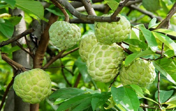 Hướng dẫn kỹ thuật trồng cây na