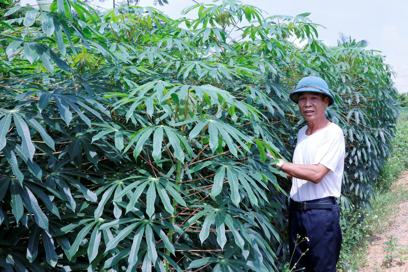 Hiệu quả từ những mô hình sử dụng phân bón Lâm Thao tại xã Thanh Đình (Việt Trì, Phú Thọ)