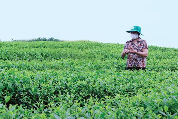 Sử dụng phân bón Lâm Thao, hiệu quả hơn cả mong đợi