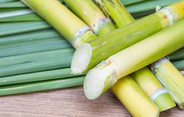 Hướng dẫn kỹ thuật trồng cây mía