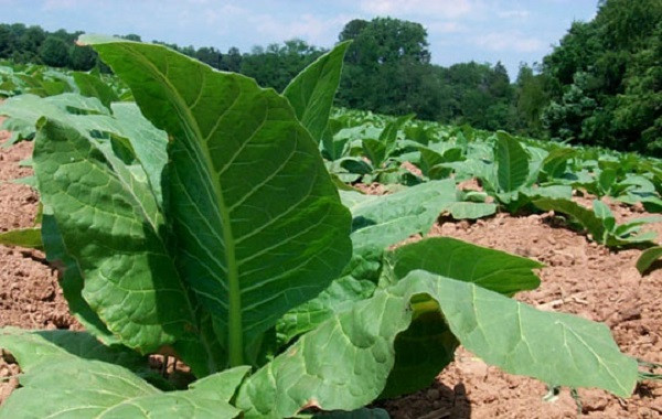 Hướng dẫn kỹ thuật trồng cây thuốc lá