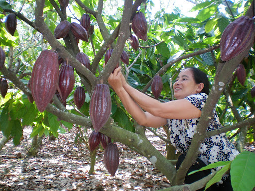 Kỹ thuật bón phân cho cây ca cao