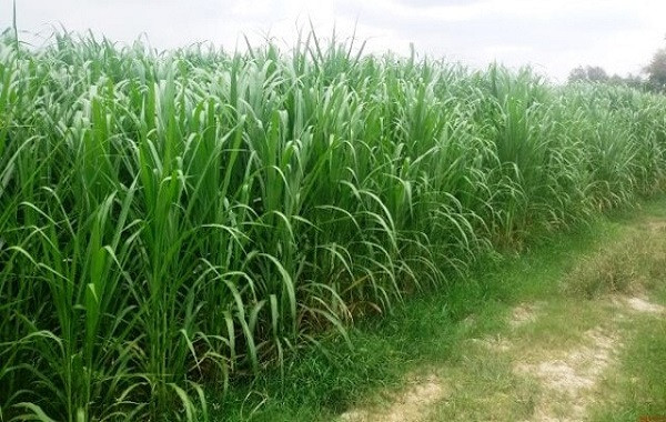 Khuyến nghị bón phân NPK-S Lâm Thao cho cây cỏ voi