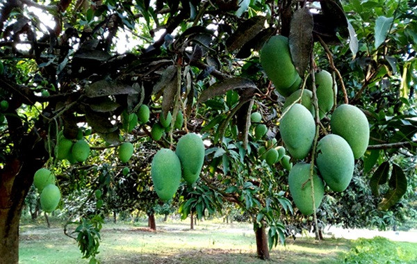 Quy trình bón phân Lâm Thao cho cây xoài