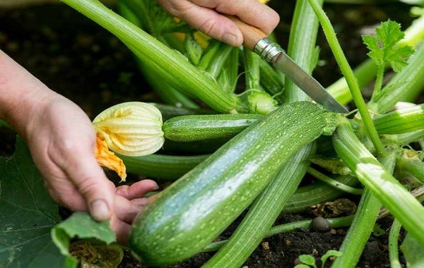 Khuyến nghị bón phân cho cây bí ngòi