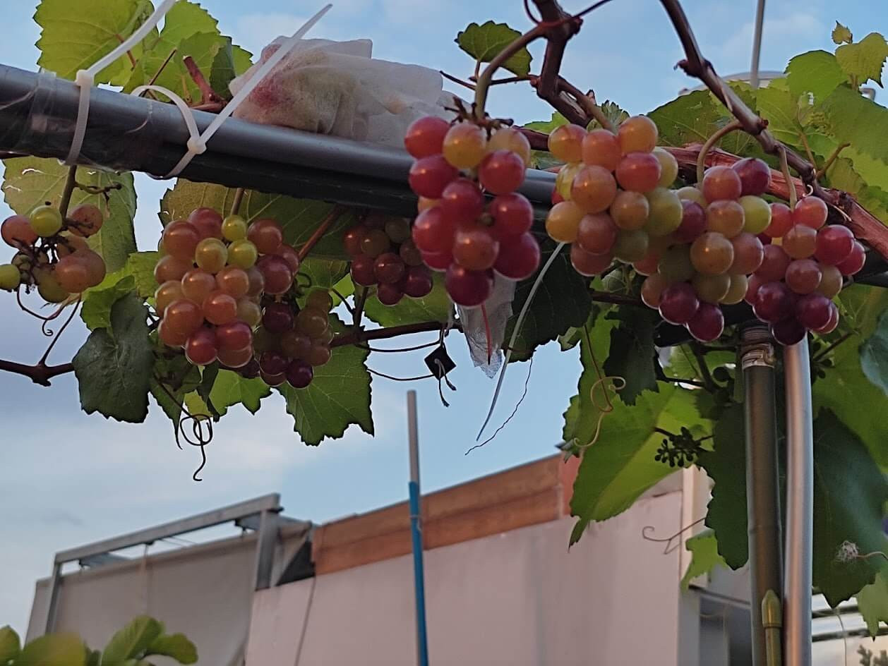 Hướng dẫn kỹ thuật bón phân thúc cho cây nho