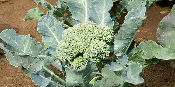 Hướng dẫn cách trồng bông cải xanh