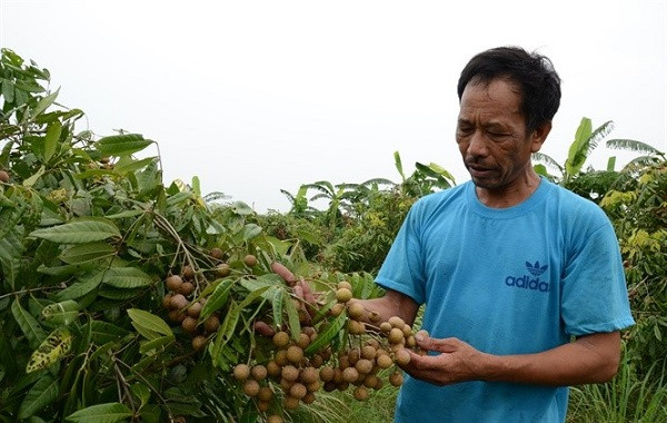 Hướng dẫn kỹ thuật trồng cây Nhãn, Vải