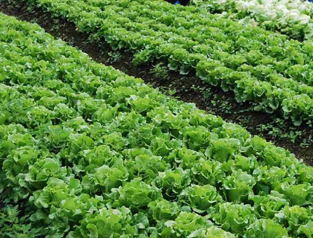 Quy trình kỹ thuật trồng cây rau xà lách/rau diếp