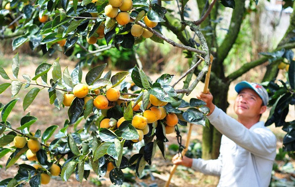 Hướng dẫn kỹ thuật trồng cây hồng