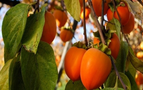 Bón phân NPK-S Lâm Thao cho hồng Hạc Trì