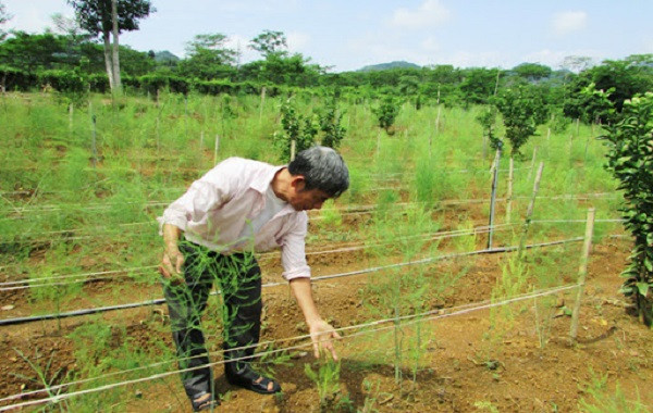 Khuyến nghị bón phân NPK-S Lâm Thao cho cây măng tây