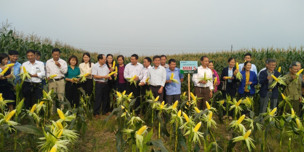 Bón phân NPK-S Lâm Thao, ngô Thanh Ba đạt hơn 5 tạ/sào