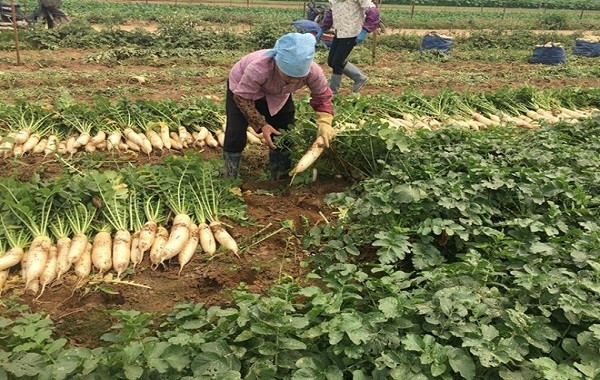 Hướng dẫn bón phân cho cây củ cải trắng