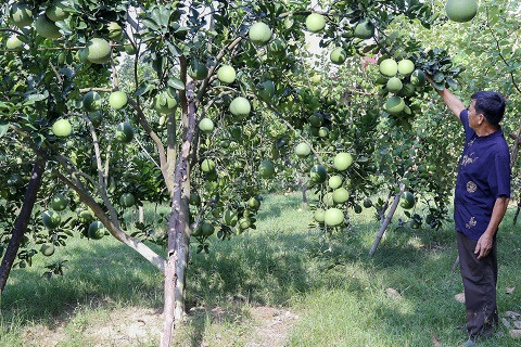 Bưởi Diễn sai trĩu quả nhờ sử dụng phân bón Lâm Thao
