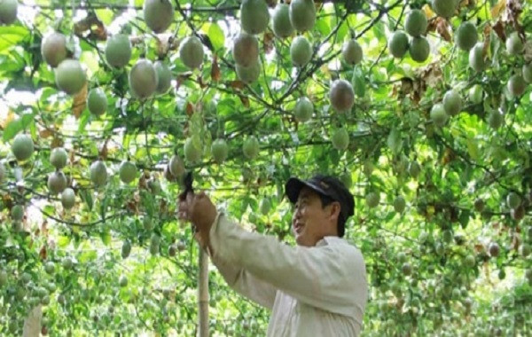 Quy trình bón phân Lâm Thao cho cây chanh leo