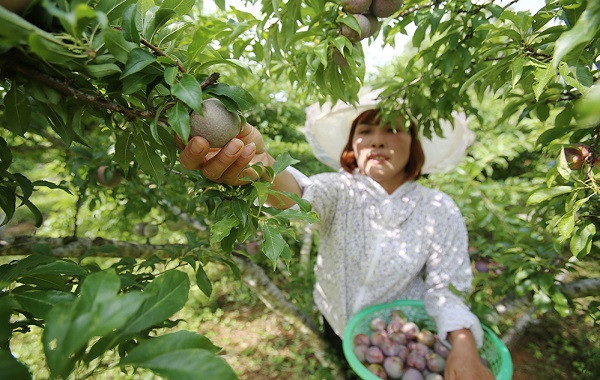 Quy trình bón phân Lâm Thao cho cây mận