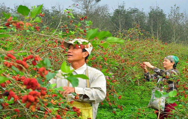 Bón phân NPK-S Lâm Thao cho cây dâu tằm