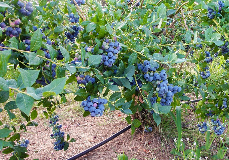 Quy trình kỹ thuật bón phân cho cây Việt quất