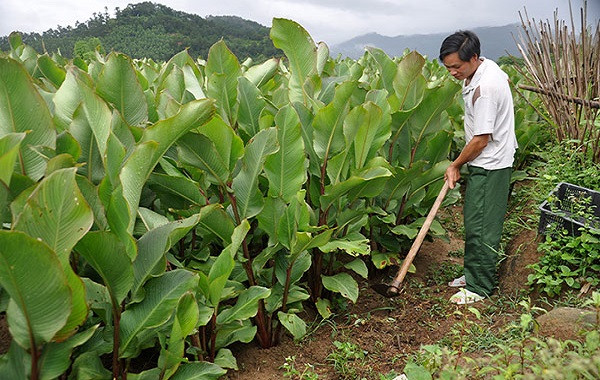 Bón phân NPK-S Lâm Thao cho cây rong giềng để đạt năng suất cao