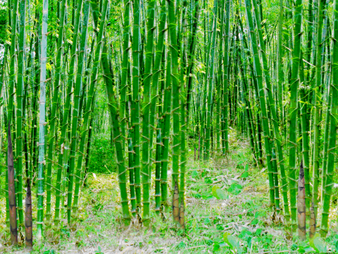 Hướng dẫn bón phân NPK Lâm Thao cho cây luồng