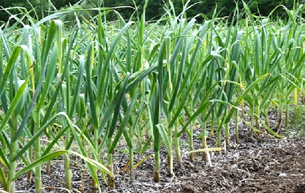 Khuyến nghị bón phân NPK Lâm Thao cho cây tỏi