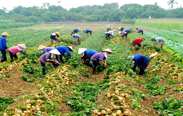 Quy trình bón phân NPK-S Lâm Thao cho cây củ đậu