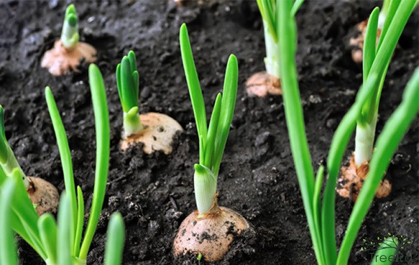 Quy trình bón phân NPK-S Lâm Thao cho cây hành củ ta