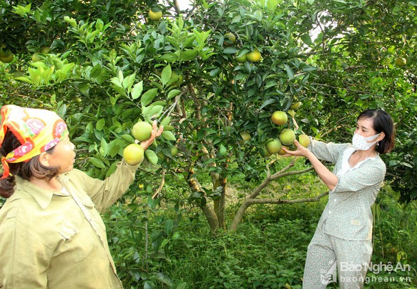 Cam quýt: Thiếu hụt chất dinh dưỡng