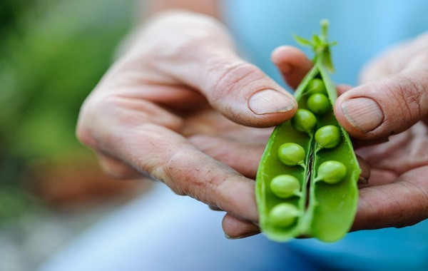 Hướng dẫn bón phân cho cây đậu Hà Lan