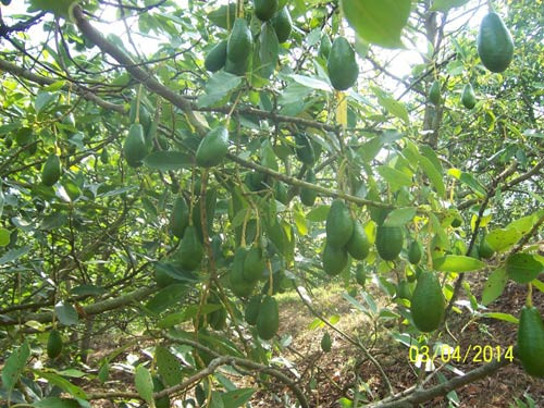 Quả bơ - Thiếu hụt chất dinh dưỡng