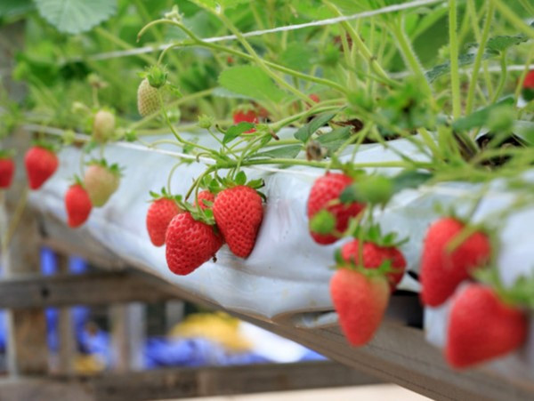 Triệu chứng thiếu dinh dưỡng cây Dâu tây