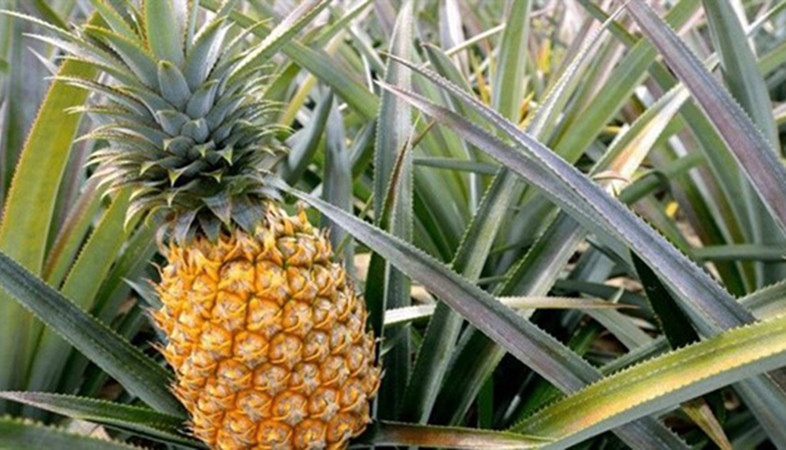 Dinh dưỡng đa lượng: tác dụng chính, biểu hiện thiếu, thừa (ngộ độc) trên cây trồng