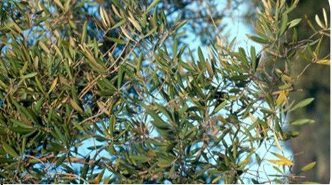 Oliu thiếu hụt chất dinh dưỡng