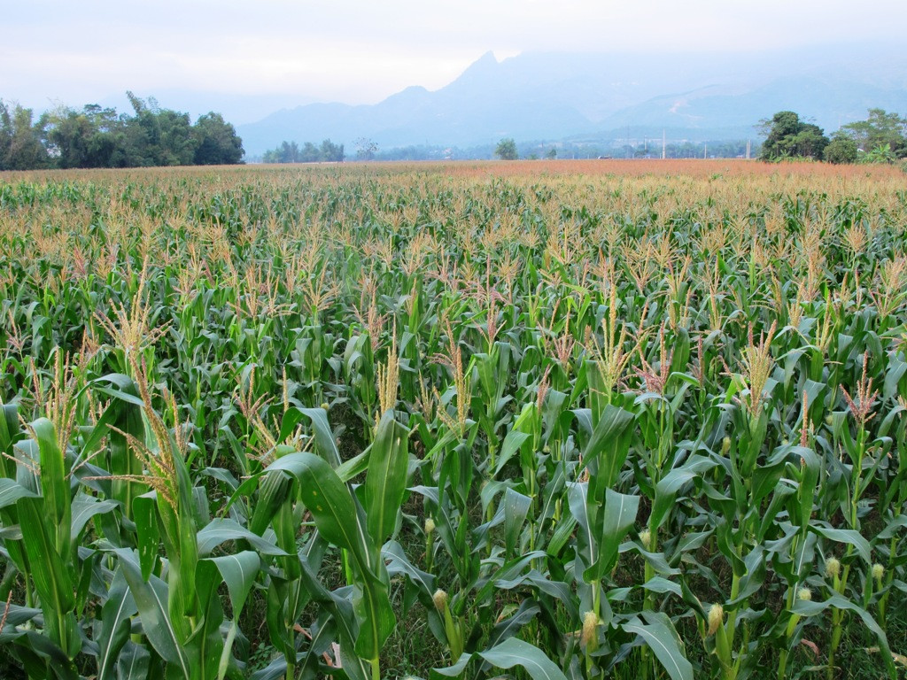 Thiếu hụt dinh dưỡng cây Ngô