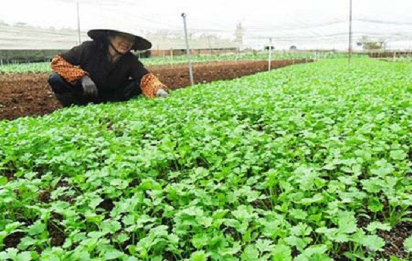 Bón phân cho cây rau thơm