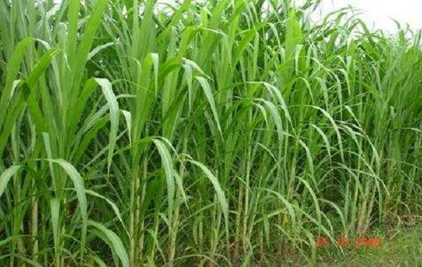 Hướng Dẫn Kỹ Thuật Trồng Cỏ Voi Xanh