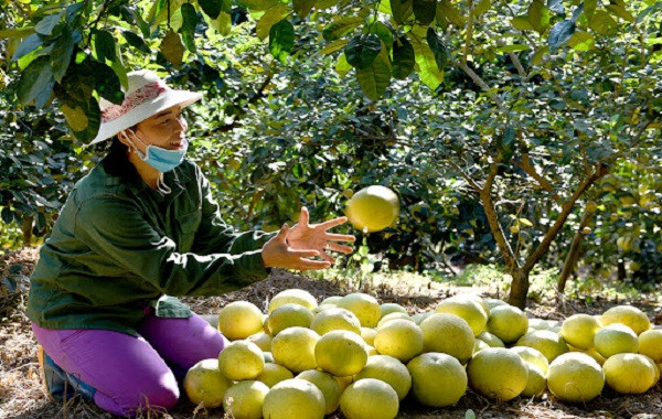 Hướng dẫn kỹ thuật trồng bưởi