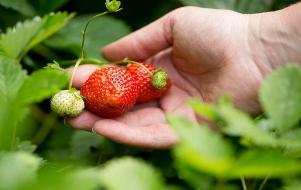 Hưỡng dẫn kỹ thuật trồng cây dâu tây