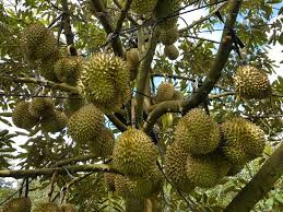 Sầu riêng: Thiếu hụt dinh dưỡng