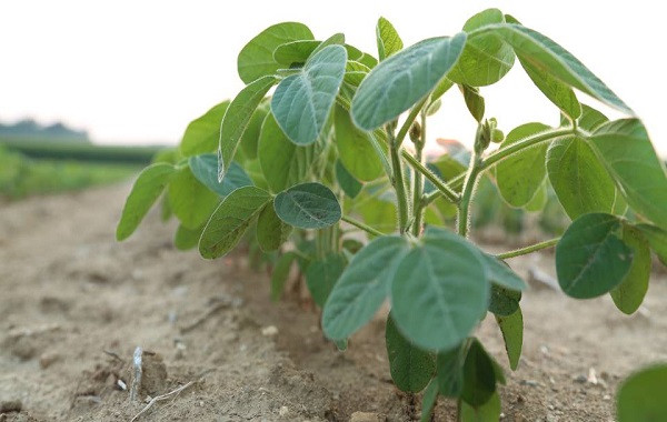 Cách dinh dưỡng kali có thể ngăn chặn rệp đậu tương