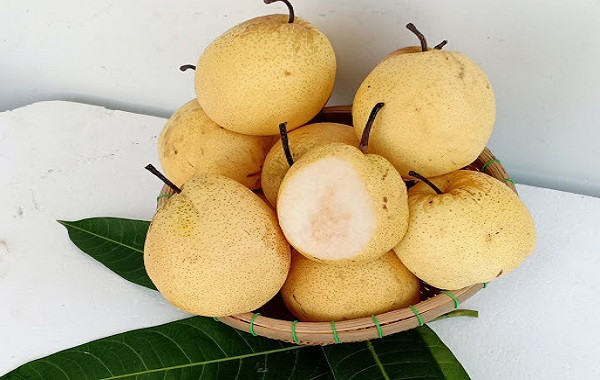 Quy trình kỹ thuật trồng và chăm sóc cây lê VH6