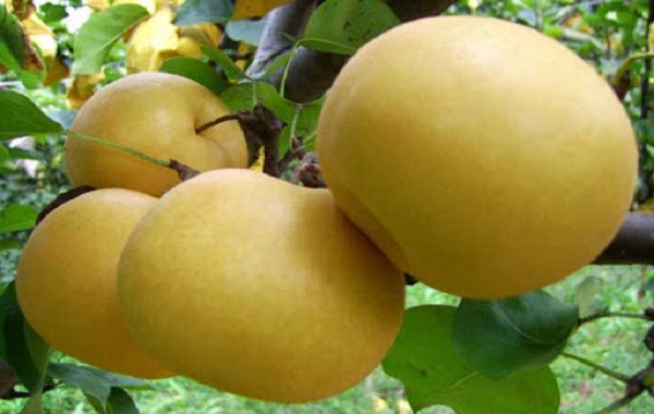 Hướng dẫn cách bón phân cho cây lê